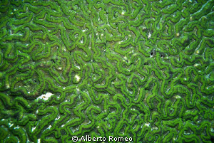 Green brain coral Platygyra sp. by Alberto Romeo 